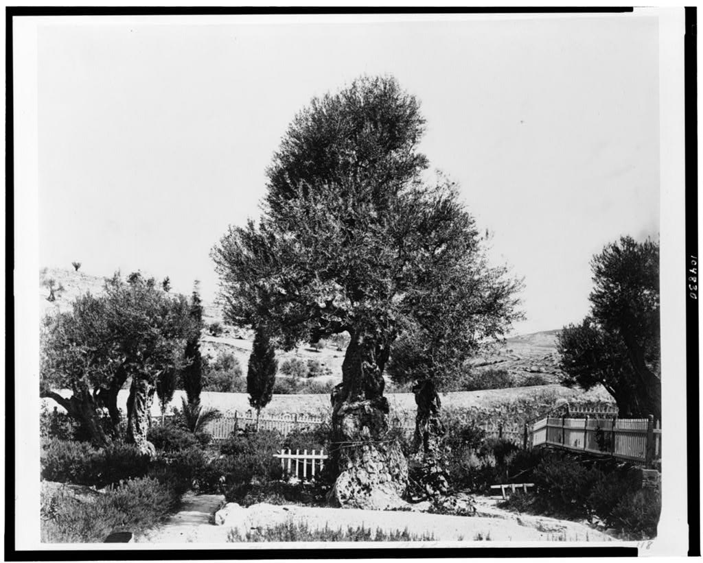 [Tree of Agony, Gethsemane] / P. Bergheim., Bergheim, P., photographer